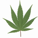 blog logo of The State Of Weed