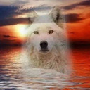 blog logo of Stop Killing Wolves!