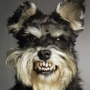 blog logo of Angry Schnauzer