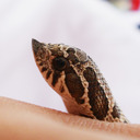 Pretzel the Hognose