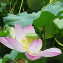 Lotus In Mind