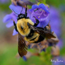 cool facts about bees - 