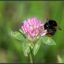 opening clover...