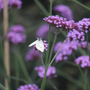 blog logo of Robin the happy gardener