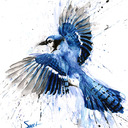  Bluejay in peacock feathers