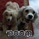 blog logo of The DOOM Spaniels