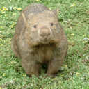 I'm an actual wombat