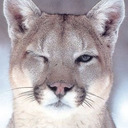 blog logo of Cougarcat