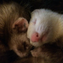 Squishy Ferrets