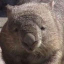 blog logo of wombat