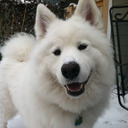 blog logo of Skookum The Samoyed