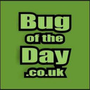 blog logo of Bug of the day.co.uk