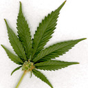 blog logo of Cannabis.Net - Search, Score, Talk, Share