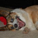 Insane Corgi