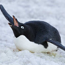 blog logo of Penguins are Good and Good for You