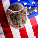 blog logo of American Pussy