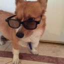 blog logo of COCO the Corgi