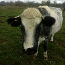 blog logo of cows&cats..cattle....farm....cow pictures..ireland