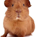 blog logo of Guinea Piggies