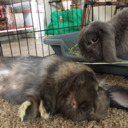 Violet and Bucky the Holland Lop Bunnies