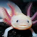 Axolotl