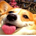 blog logo of CORGIS!