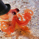 blog logo of Fancy Octopus