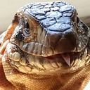 The Horizontal Tegu