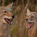 coyotes