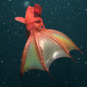 Vampyroteuthis infernalis