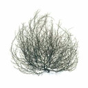 Tumbleweed