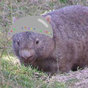 Just A Fat Wombat