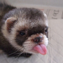 blog logo of Pervert Ferret