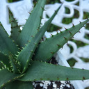 cactus and rain