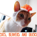 blog logo of Cats, Beavers & Ducks