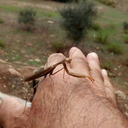 Mantis religiosa